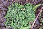 Azolla.JPG