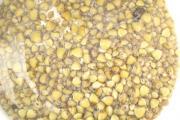 Corbicula_fluminea.jpg