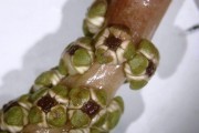 Danube_beauty_Potamogenton nodosus under the magnifying glass.jpg