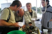 Hungarian_National_Team_mussels.jpg