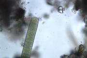 Oscillatoria_margaritifera_40_2.jpg