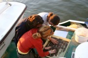 Photo_6_Macroinvertebrates processing.JPG