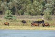 Shores_Sulina_arm_Danube_Delta2.jpg