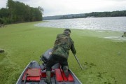Tick layer of duckweed at the mouth of Tisa.jpg