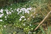 hyacinth 1.jpg