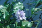 hyacinth 2.jpg