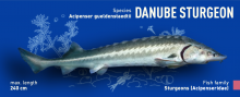 danube_sturgeon.png?itok=IyDcnhLH